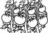 Coloring Tomato Tomatoes Plant Pages Coloringbay sketch template