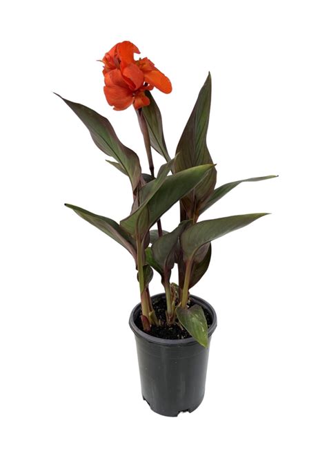 canna cannova bronze orange  gallon  garden corner