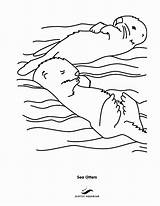Otter Otters Coloringpages Ausmalbild ähnliche sketch template