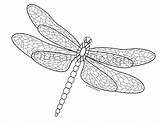 Dragonfly Coloring Pages Adults Mosaic sketch template