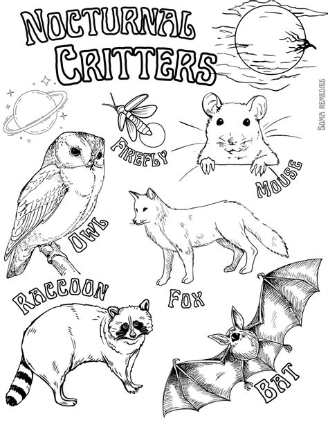 nocturnal critters coloring page animal  plant coloring page
