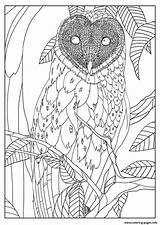 Coloring Owl Adult Pages Mizu Barn Printable Print Color sketch template