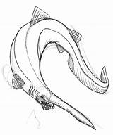 Shark Goblin Drawing Getdrawings sketch template