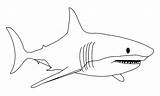 Haai Kleurplaat Animals Kleurplaten Shark Gratis Haaien Printen Pages Coloring Print Color sketch template
