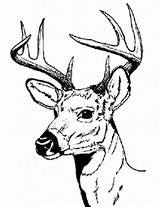 Coloring Deer Hunting Antler Designlooter sketch template