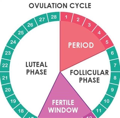 when do you become fertile after period