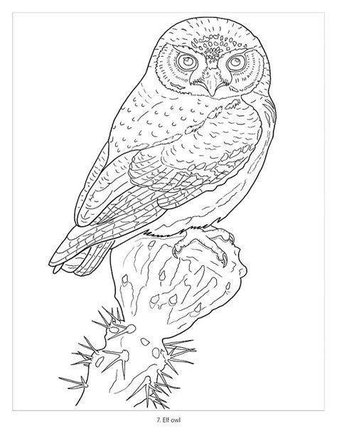 owls coloring book owl coloring pages coloring pictures animal