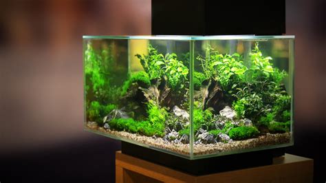planted tanks require  bechewy