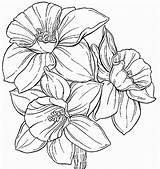 Daffodil Coloring Pages Outline Drawing Flower Pencil Color Getdrawings Kids sketch template