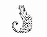 Cheetah Coloring Coloringcrew Seated sketch template