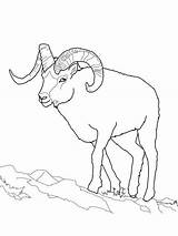 Sheep Coloring Bighorn Dall Pages Printable Clipart Adult Animal Draw Drawing Outline Easy Rocky Books Designlooter Drawings Crafts Choose Board sketch template