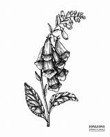 Foxglove Illustration Illustrations Botanical Drawn Sketch Hand Plant Stock Purpurea Poisonous Digitalis Clip sketch template