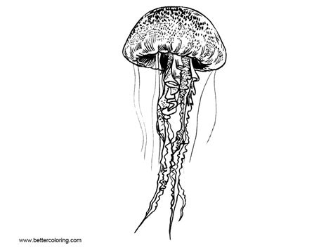 jellyfish coloring pages  drawing  printable coloring pages