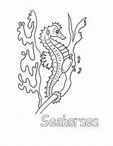 Seahorse Coloring Pages Kids Printable Sea Bestcoloringpagesforkids sketch template