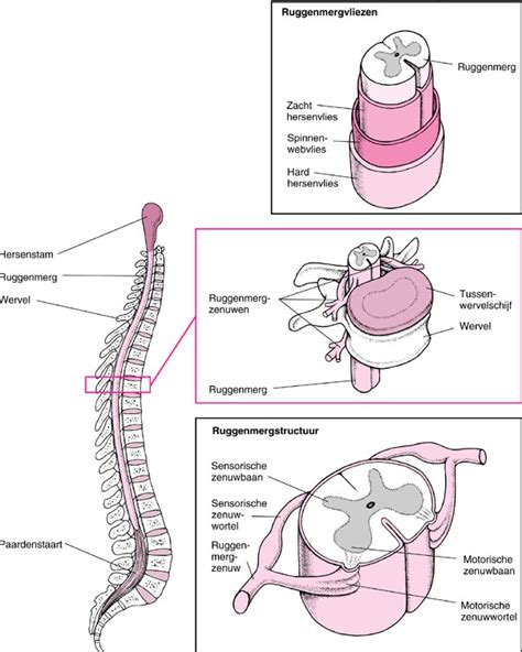 opbouw van de ruggenwervel rug hersenen zenuwbanen cauda equina  love kundalini namaste