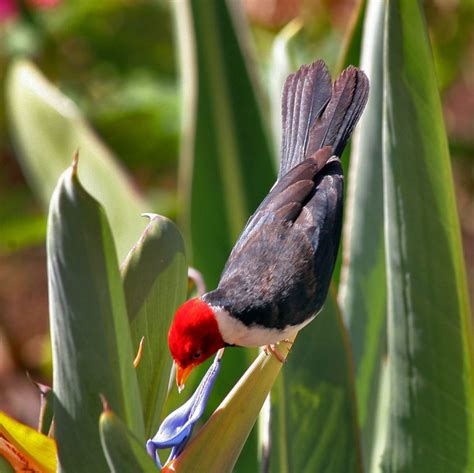 hawaii birding trails yellow billed cardinal
