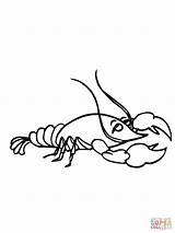 Crawfish Coloring Drawing Pages Comments sketch template