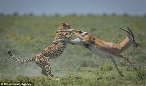 astonishing moment gazelle escapes from the jaws of a cheetah daily