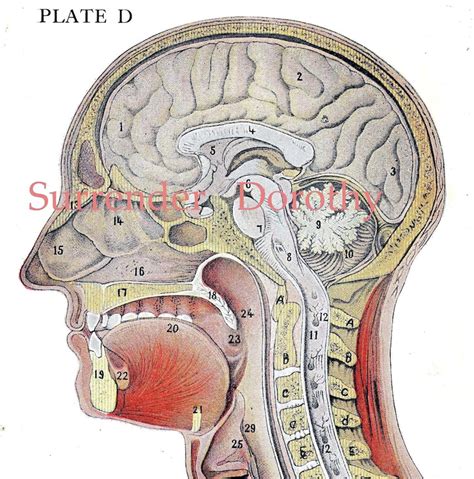 cross section human head brain anatomy lithograph illustration etsy