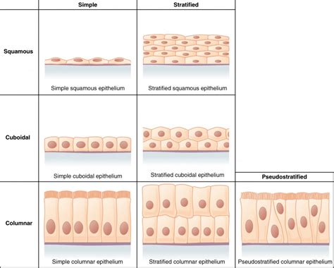 Epithelial Tissue Anatomy And Physiology