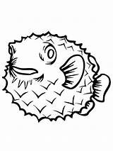 Puffer Fish Coloring Pufferfish Clumsy Swimmer Color Designlooter sketch template