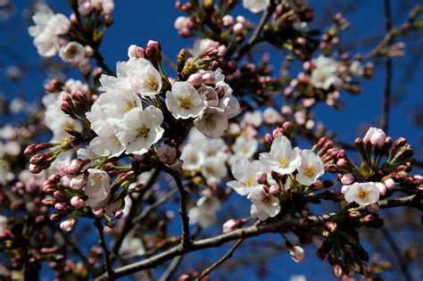 officials predict peak bloom  dc cherry trees wtop news