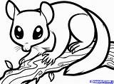 Sugar Glider Coloring Possum Draw Drawing Nocturnal Pages Animals Opossum Print Colouring Ringtail Dragoart Clipart Animal Step Color Sheets Gliders sketch template
