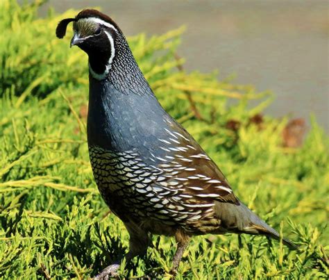 male california quail rbirds