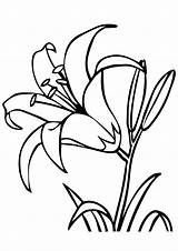 Lily Coloring Pages Printable Books sketch template