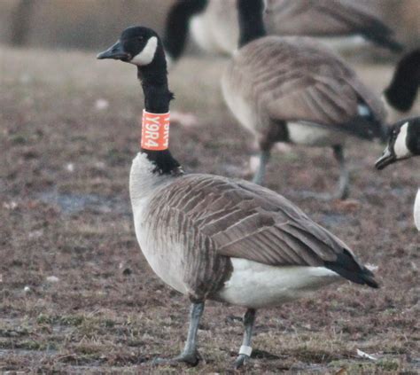 How To Tell A Male Goose From A Female Shemale Extrem Cock