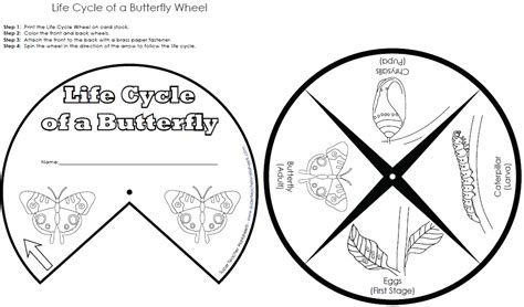 butterfly egg coloring page coloring pages  kids