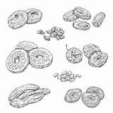 Fruits Dried Nuts Sketches Vector Illustration Isolated Berries sketch template