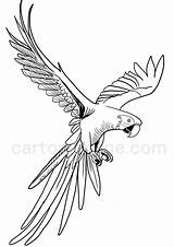 Macaw Cartonionline Ara Pappagallo Parrot Scarlet sketch template