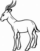 Gazelle Antilope Antelope Antylopa Kolorowanki Gazzella Kolorowanka Gacela Gazela Colorear Antylopy Ausmalbild Gnu Druku Preschoolcrafts Hnlich Kategorien Drukuj Makalenin Kaynağı sketch template