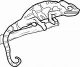 Lizard Coloring Pages Drawing Outline Reptiles Chameleon Kids Line Template Gecko Reptile Printable Lizards Simple Color Drawings Leopard Man Getdrawings sketch template