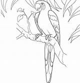 Coloring Macaw Bird Diego San Pages Wonderful Beautiful sketch template