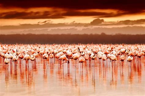flamingo island  art  interior