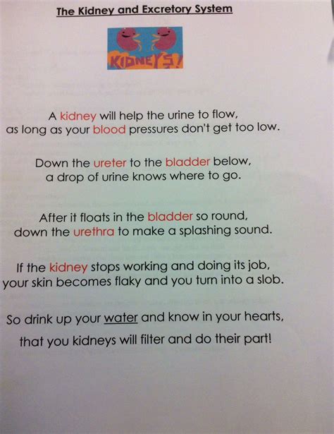 kidney excretory system poem handout