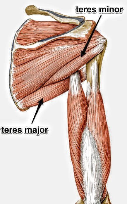 teres major muscle pt master guide