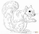 Coloring Squirrel Gray Eastern Pages Drawing Squirrels Draw Printable Print Cartoon Preschool Drawings Color Step Sheet Animals Animal sketch template