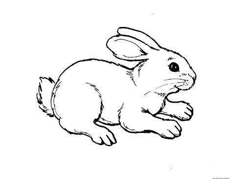 print  animal rabbit pictures colouring pages  kids
