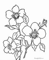Coloring Pages Flower Petals Printable Flowers Popular sketch template