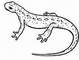 Salamander Coloring4free Getdrawings Spotted Outline Quia Lagarto sketch template