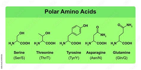 amino acids types table showing  chemical structure  polar amino