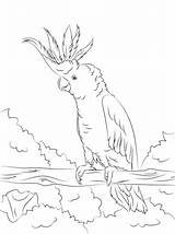 Coloring Pages Cockatoo Crested Printable Yellow Super Cockatoos Pintar Colouring Para Drawing Bird Color Drawings Adult Aves Colorear Dibujos Book sketch template