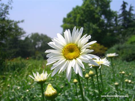 beautiful shasta daisy flower picture