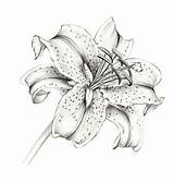 Lily Stargazer Drawing Lilly Flower Lilies Tattoo Drawings Tattoos Sketch Pencil Tiger Draw Star Flowers Coloring Realistic Sjoden Graphite Sketches sketch template
