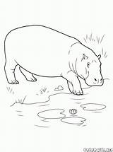 Hippo Entra Cuerpo Colorkid Kolorowanka Corps Leau Malvorlagen Animales Idrico Animal Salvajes Into Talpa Szczur Python Selvatici Varan Arctic Cocodrilo sketch template