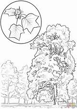 Poplar Tulip Tree Coloring Pages Leaf Clipart Yellow Template Clipground sketch template