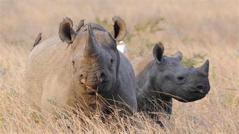 black rhino range expansion project care   wildlife